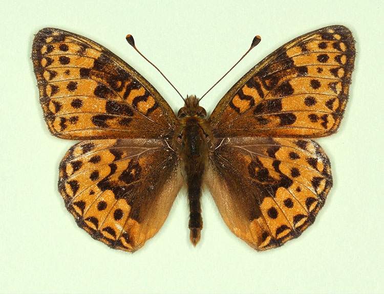 Argynnis aglaja male (aberrant form nov) (Internet Image property of respective owner, non-commercial use only)